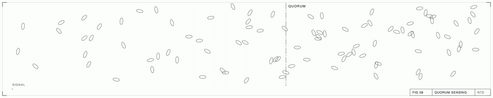 Bacteria along a gradient of signal; past the quorum threshold they switch on together